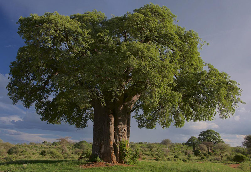cây bao báp tại công viên quốc gia Tanzania