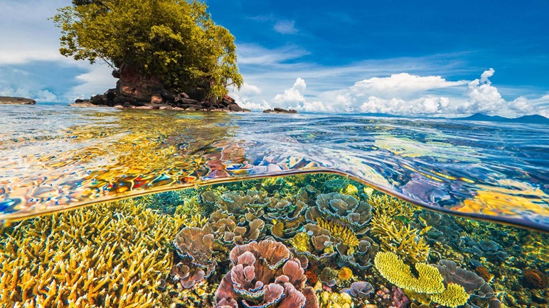 San hô Papua New Guinea
